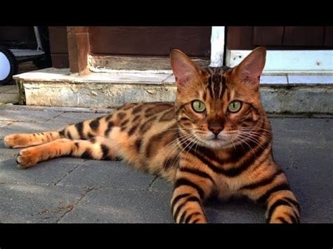 Zobacz wybrane przez nas produkty dla hasła „persian tabby bengal: This Famous Cat Is Named Thor And Looks Like A Bengal ...