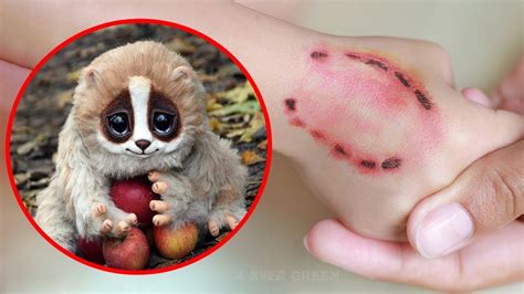 10 Cute Animals That Are Actually Deadly Youtube