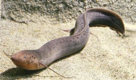 Picture Of The Day African Lungfish African Animal Adaptations