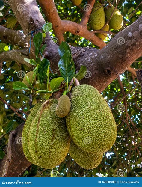 Fresh Green Young Jackfruits Artocarpus Heterophyllus Growing On The