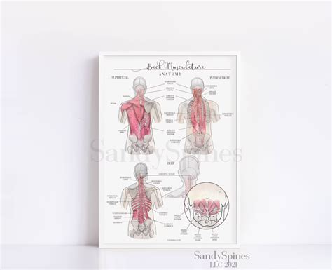 Deep Back Muscles Anatomy Poster Sandyspines Etsy Text Neck Muscle