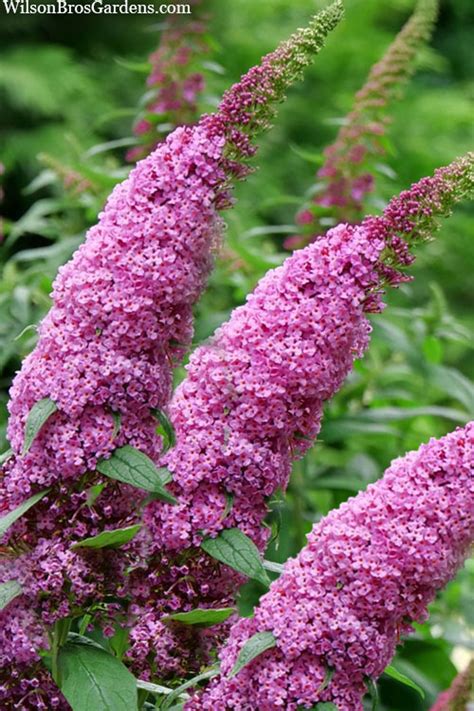 Buy Pugster Pinker Butterfly Bush Free Shipping Wilson Bros