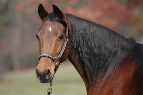 Horse wallpaper for phone gallery. Horse Wallpaper Images (69+ pictures)
