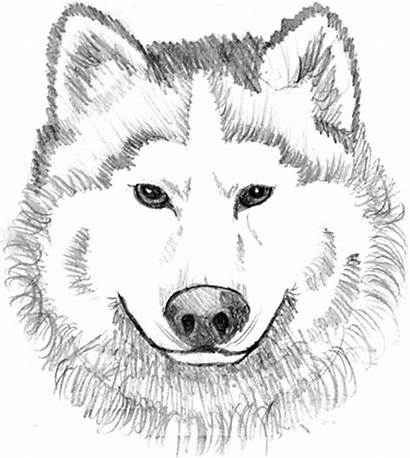 Wolf Coloring Realistic Pages Printable Face Colouring