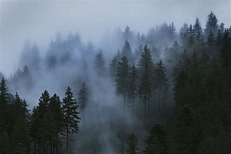 Hd Wallpaper Aerial Photo Of Pine Trees Black Forest