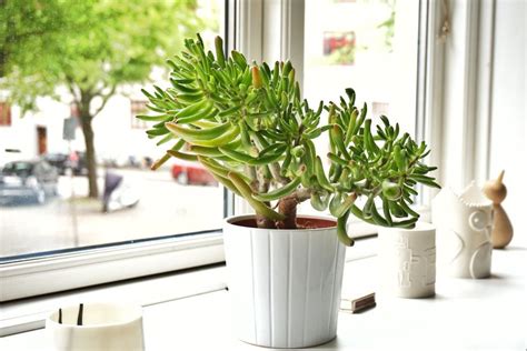 jade plant care indoors plants grow getty russo massimo eyeem gettyimages guides windowsill