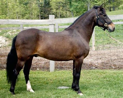 horse breed quiz  equinest
