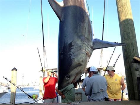Few Ripples As Monster Shark Tournament Returned To Oak Bluffs The