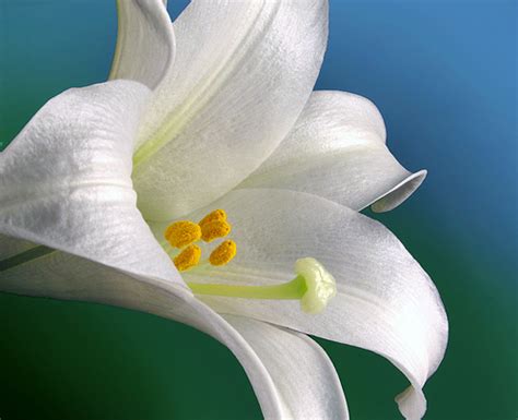 Canada Floral Delivery Blog The Significance Of Easter Lilies And