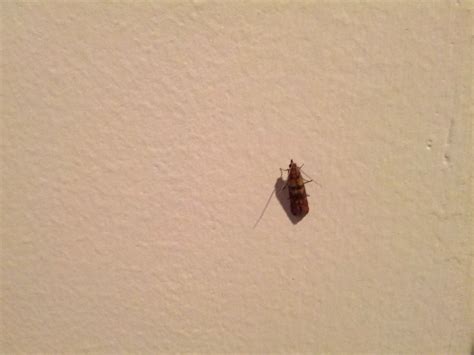 Small Brown Beetle In Bedroom