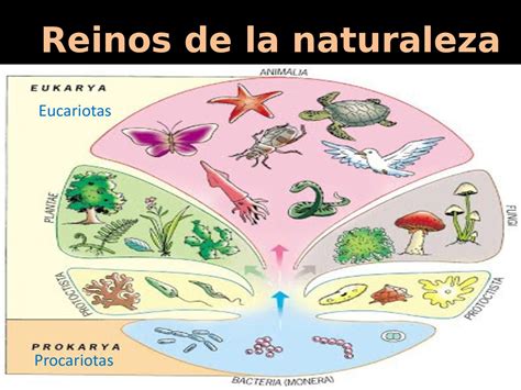 Los Reinos De La Naturaleza Mapa Conceptual Tips The Book Mapa 89838
