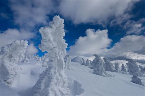 Arboreal Snow Monsters Overrun Northern Japan Every