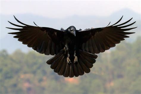 The Magic Behind Crow And Raven Mythology Legends And Folklore Crow