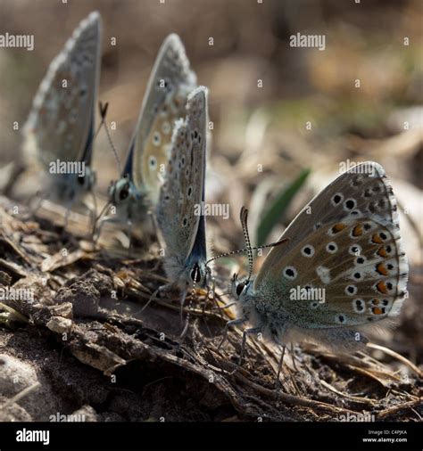 Male Adonis Blue Butterflies Lysandra Bellargus Stock Photo Alamy