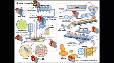 Food Microbiology On Cheese Production Industrial And Environmental