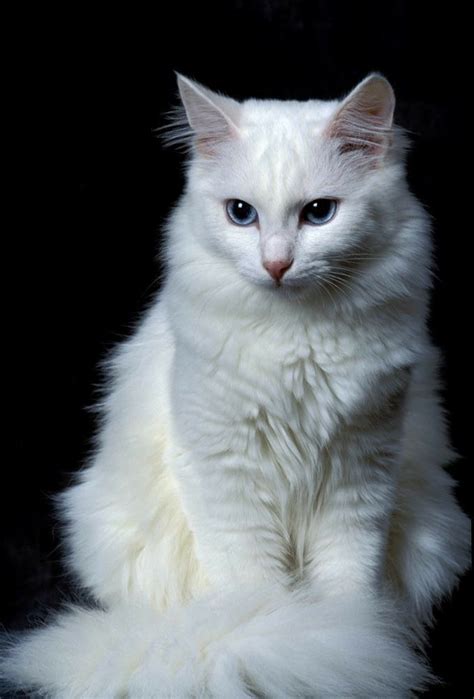 Pin By Animal World On Persiancats Angora Cats Turkish Angora Cat