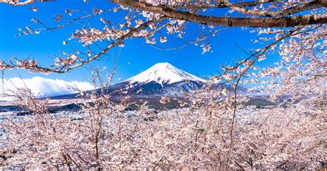 See Cherry Blossoms On A Day Trip To Mt Fuji Shin Arakura Sengen From