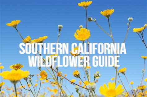 Southern California Superbloom Wildflower Guide Le Wild Explorer