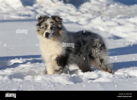 Shepherd Australian Australian Shepherd 4 Month Old Puppy Standing In