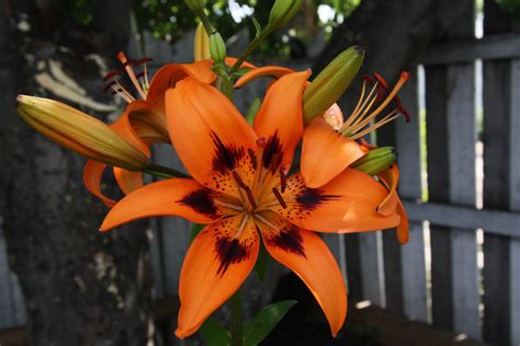 Orange Fire Lily Free Stock Photo Public Domain Pictures