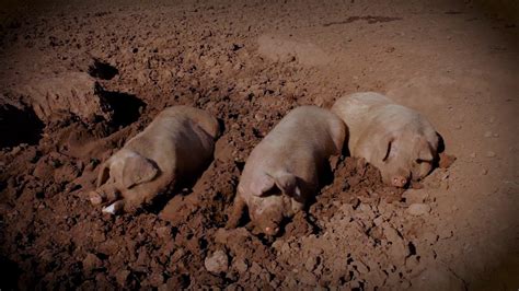 Muddy Pigs Having Fun Youtube