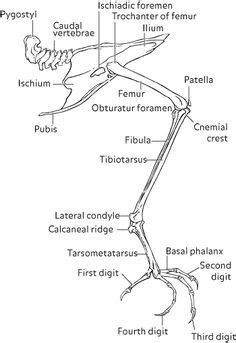 A dog leg bones diagram generally offers specifics of the relative situation. Bird Skeleton ~ Bingo! This is what I was looking for ...