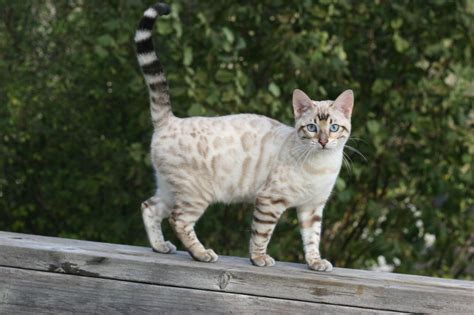 It is appropriate to either use the existing scientific nomenclature or a naming system developed by tica's bengal cat breed committee that prevents confusion and accurately. Most up-to-date Free gray Bengal Cats Concepts Initially ...