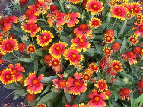 Let's face it, we all love flowers and to see blooming flowers in every direction we look, is blissful. BAYSCAPE FOR BARNEGAT BAY