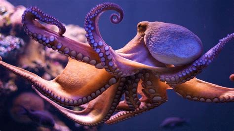 Octopus Wallpapers Hd Free Download Pixelstalknet