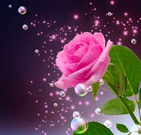 🔥 50 Most Beautiful Rose Flowers Wallpapers Wallpapersafari
