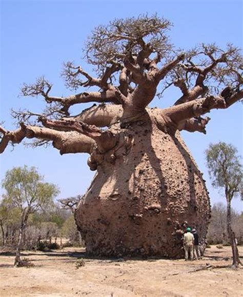 Baobab Estos árboles Pueden Almacenar 135000 Litros De Agua En Su Tronco África Baobab