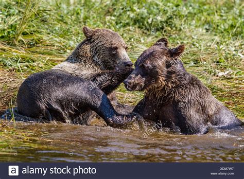 Grizzly Bear Cubs Playing In Glendale Cove High Resolution Stock