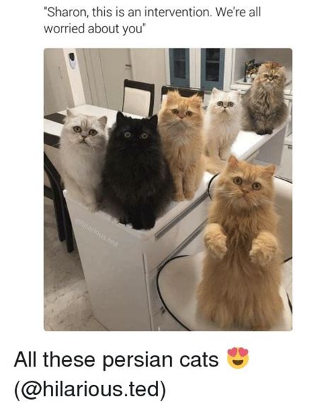 Grab Hold Of The New Persian Cat Funny Memes Hilarious Pets Pictures