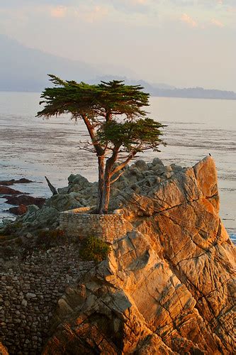 Lone Cypress Tree 17 Mile Drive California The Lone Cypr Flickr