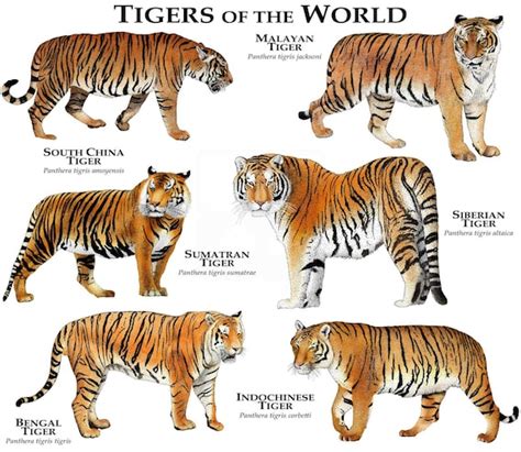 Tigers Of The World