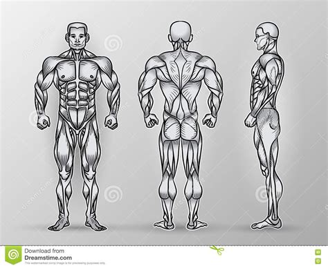 There is one joint on each side (right and left). Anatomy Of Male Muscular System, Exercise And Muscle Guide. Stock Vector - Illustration of ...