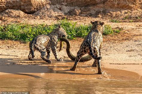 Jaguar And Her Young Cub Fight Over 16ft Anaconda In Southwest Brazil