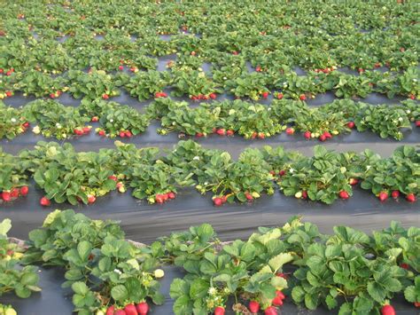 Strawberries growing in a strawberry field. | Pics4Learning