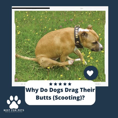 Why Do Dogs Drag Their Butts Scooting Vet Answer