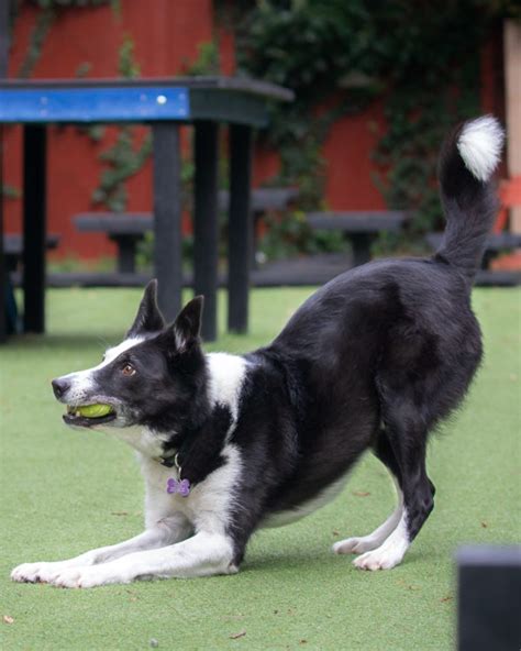 Residential Training For Border Collies Royvon Dog Training And Hotels