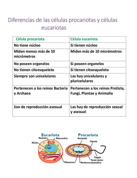 Diferencias Entre Una Célula Procariota Y Una Eucariota Esta Diferencia