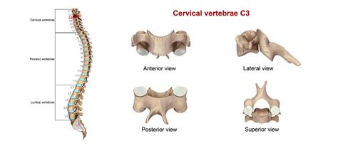 Cervical Vertebrae C3 Stock Photo Download Image Now Istock