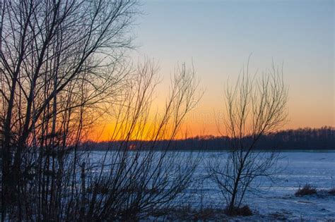 Tree In The Snow In Winter At Sunset Nature Stock Photo Image Of