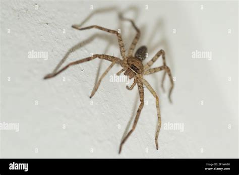 Brown Huntsman Spider Heteropoda Venatoria Juvenile Klunkung Bali