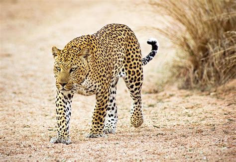 Prowling Leopard By Wldavies