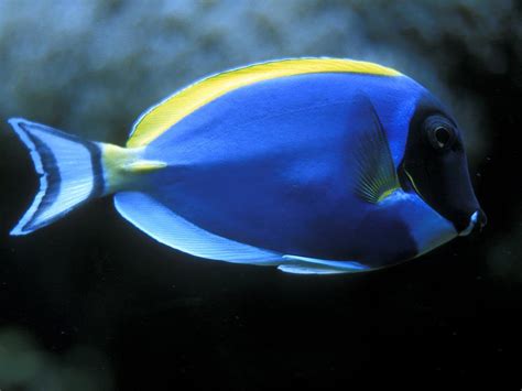 Blue Fish Wallpapers And Images Wallpapers Pictures Photos