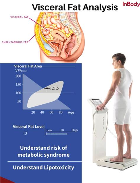 What Is Visceral Fat Why Is It Important Inbody Blog