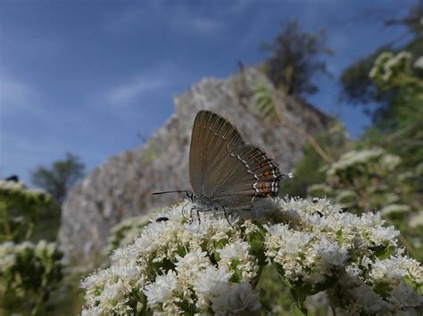 Greentours Natural History Holidays Ka Dalyan