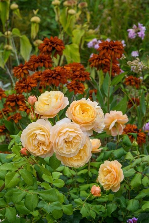 Lake county, il | official website Roald Dahl Rose Review | David Austin 2016 - The Right ...