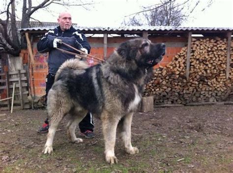 Фотографија корисника Jovanovic Kiza Massive Dogs Huge Dogs Giant